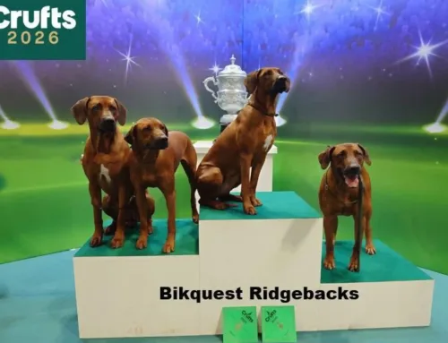 From Balancing Books to the Best in Show – Nicky’s Crufts Debut