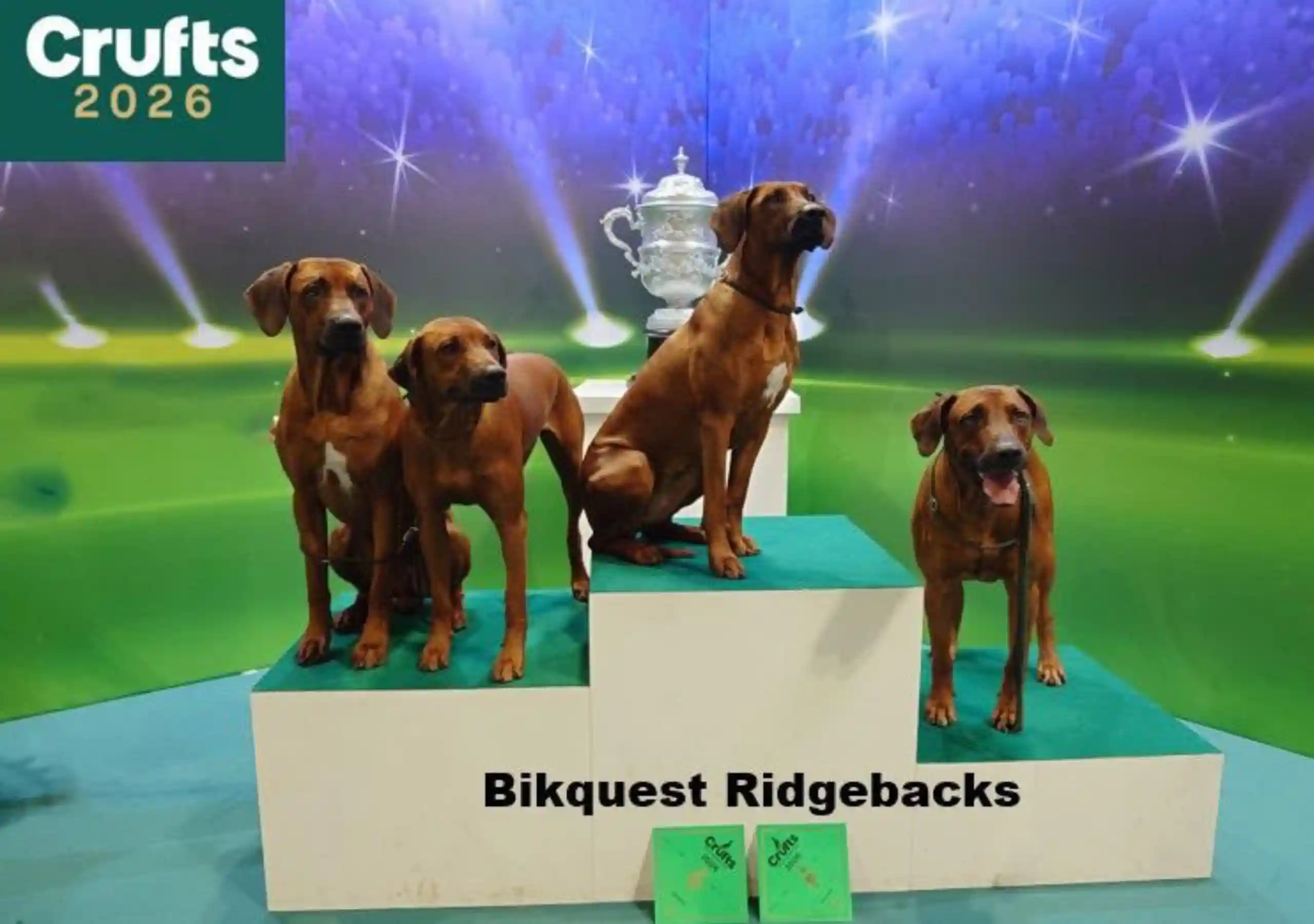 Mundford Accountant turned Crufts winnner